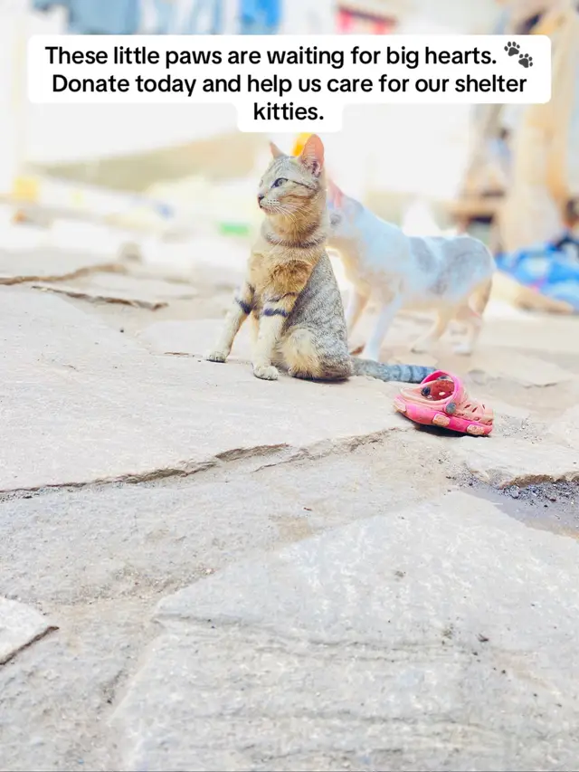 These little paws are waiting for big hearts. 🐾 Donate today and help us care for our shelter kitties.#DonateForCats #CatShelter #AnimalShelterSupport #SupportRescue 