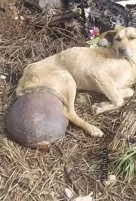 This dog was found to have a very nasty tumor between his back legs. Fortunately, the dog was rescued.#animals #rescue #dogsofttiktok 