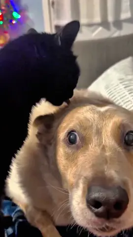 狗怕貓#cats #funnycats #dogs #funnyvideos #interesting 
