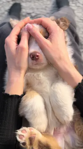 ✨ Namensbekanntgabe ✨ Darf ich euch vorstellen: Umano 🐾 Sein Name steht für Verbundenheit, Stärke und einen treuen Gefährten an der Seite des Menschen – Eigenschaften, die dieser kleine Australian-Shepherd-Rüde schon jetzt wunderbar verkörpert. Mit seiner neugierigen Art, seinem freundlichen Wesen und seinem besonderen Charme verzaubert er jeden, der ihm begegnet.🐾🥰 Umano hat seine Familie bereits gefunden und ist fest reserviert.🏡Schon bald wird er in sein neues Zuhause ziehen, wo viele gemeinsame Erlebnisse, liebevolle Momente und spannende Abenteuer auf ihn warten. Bis dahin genießt er noch seine unbeschwerte Welpenzeit und entdeckt jeden Tag ein kleines Stück mehr von der Welt.🌎 #australianshepherd #aussiesofinstagram #aussie#redmerleaussie #redmerlepuppy
