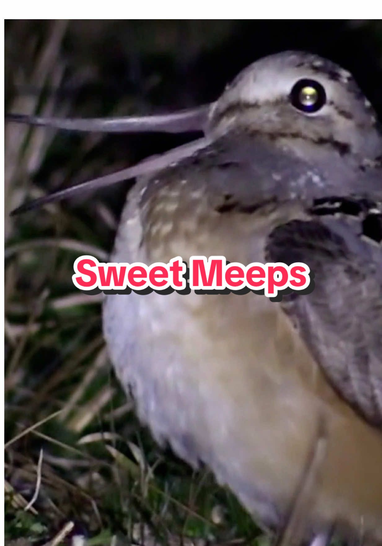 Sweet Meeps #bird #meep #mashup #fyp 