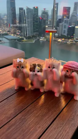 بساس جدة يتسحرون في سنغافورة! 😾💪 Cars parked 👀🔥 #kitten #viralvideo #dance  
