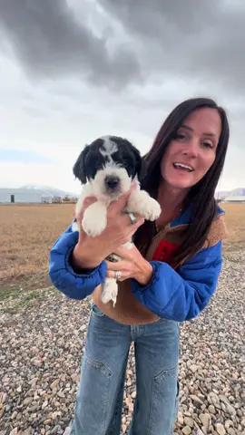 Isn’t she perfect? We are obsessed! I think she will find her home very quickly. #Puppy #puppiesoftiktok #ILoveMyDog #HypoallergenicDog #Puppies