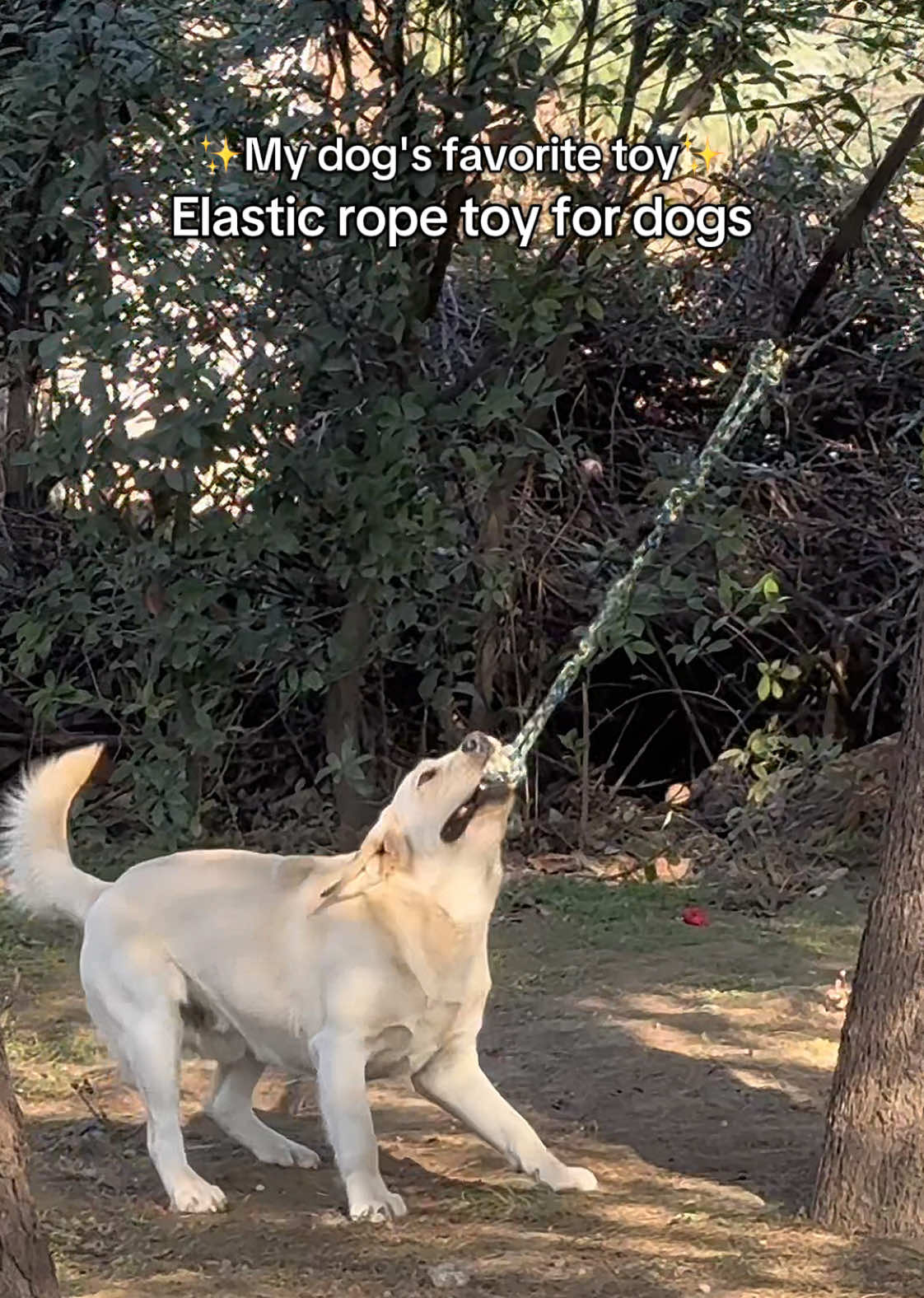 He likes his elastic rope toys.#dog #dogtoy #bungeetoy #tiktokshop #rope 