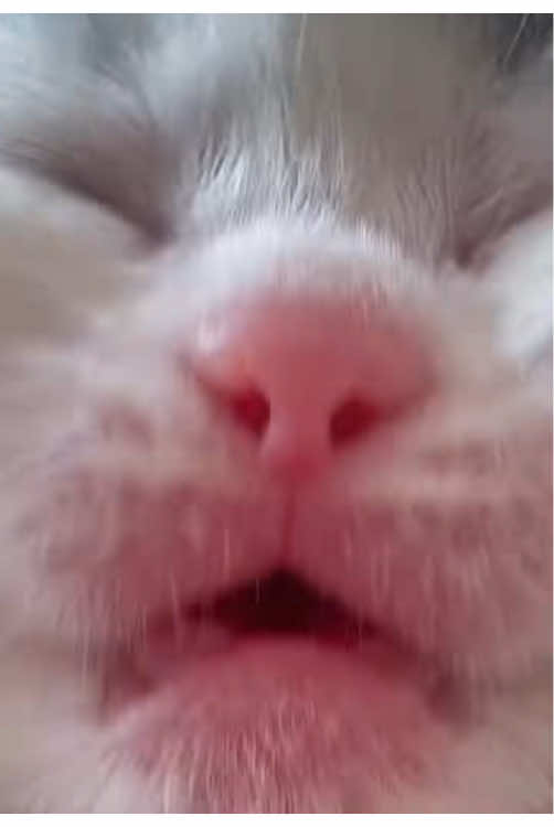 Lucu sekali #fyp #kucing #kucinglucu #kucingtiktok #masukberanda 