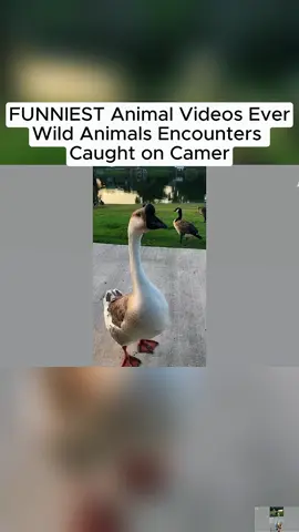 FUNNIEST Animal Videos Ever | AFV Wild Animals Encounters Caught on Camera #AFV #CaughtOnCamera #Bear