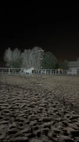 ماشاءالله تبارك الله #خيل_وخياله🐎 #المدينة_المنورة #خيول_عربية_اصيلة #ماشاءالله 
