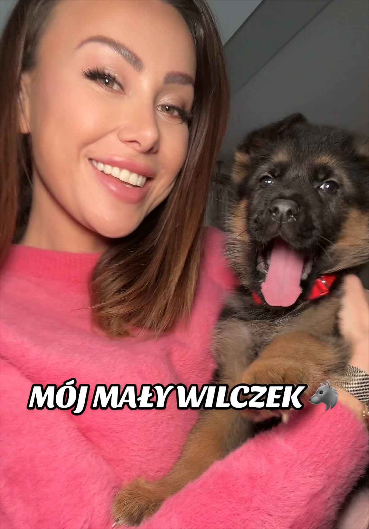 Mój mały wilczek 🐺💕 #germanshepherd #owczarekniemiecki #szczeniak #pies #wilk 