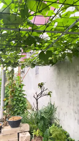 Đến mùa trồng  SUSU rồi các bác ơi. Trồng Thùng xốp , chậu sân thượng đều được  Vườn em sẵn giống su su đảm bảo sống , leo giàn khỏe siêu ngọn, siêu quả  Su su dễ trồng tưới nước, phân là có rau, quả su su sạch sào tỏi#nhanong #trongtrot#susu#caygiong 