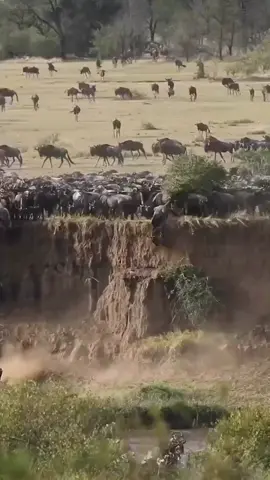 wildebeest migration serengeti#foryou #foryoupage #fyp ##fyppppppppppppppppppppppp 