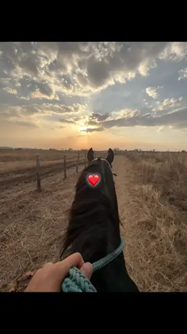 Tarotarito del caño@Jorge F. Guerrero S. #viralvideo #musicallanera #fyp #caballos #cojedes 