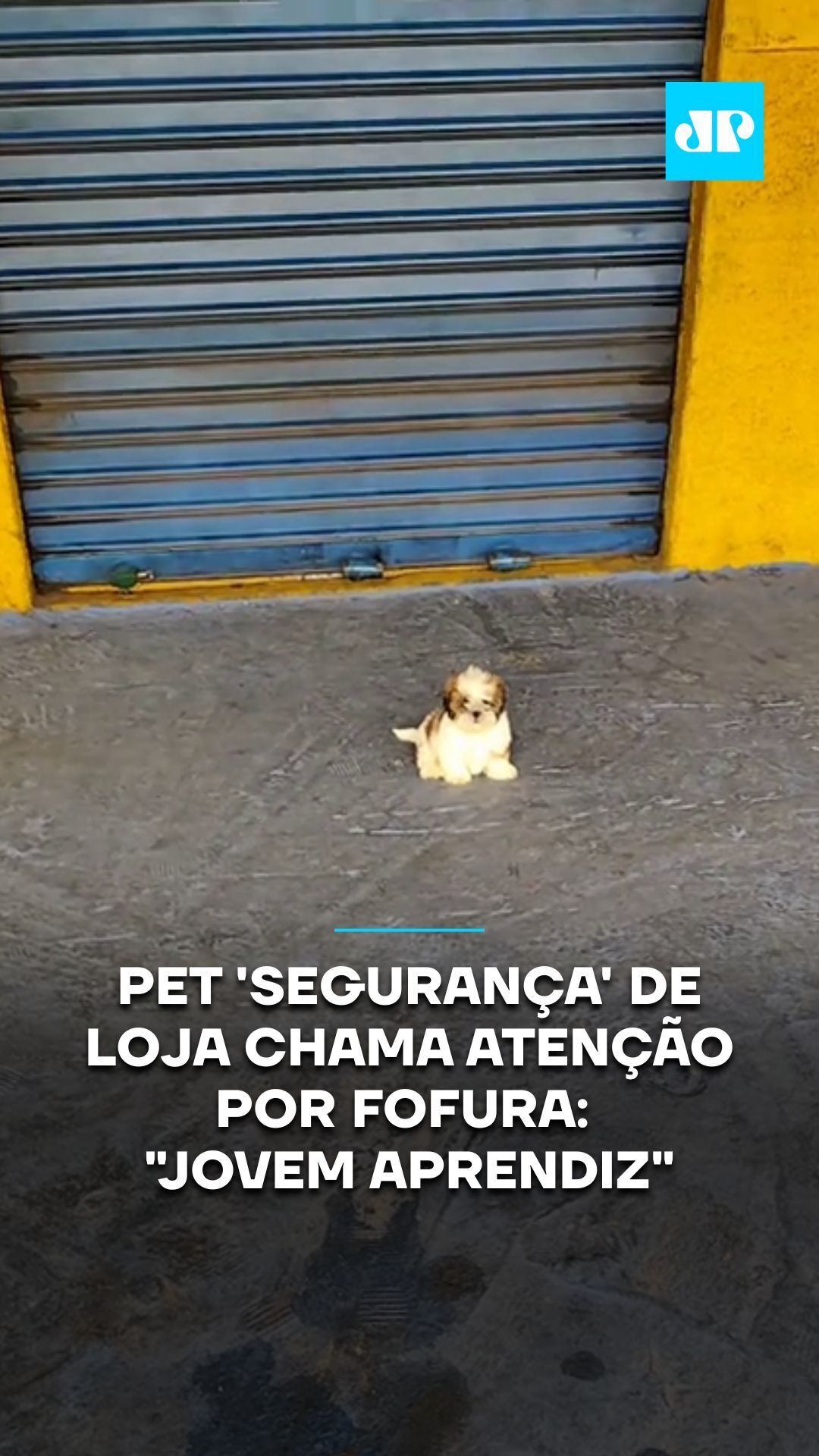 O pequeno Floquinho é o grande segurança da JK Bike, uma loja de bicicletas em Aparecida de Goiânia, em Goiás, e viralizou nas redes sociais com a sua fofura e tamanho. O tutor, Mauro Junior, compartilha vídeos da rotina do pequeno cachorrinho e faz a alegria dos seguidores. Quem não queria ter um segurança desses, né? 🎥 Reprodução: TikTok/ @maurojunior334 📺 Confira na JP News e Panflix #pets #viral #cachorro #viral