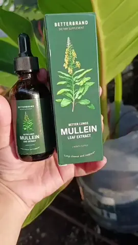 Mullein leaf Extract Drops 60ml good for 1 month supply. #mullein #mulleinleafextract #mulleinleaf #lungdetox #lunghealth 