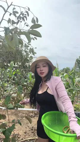 Vú sữa nhà e đả hen #videoviralシ #trendingtiktok #xuhuong #veque #bophovevuon 