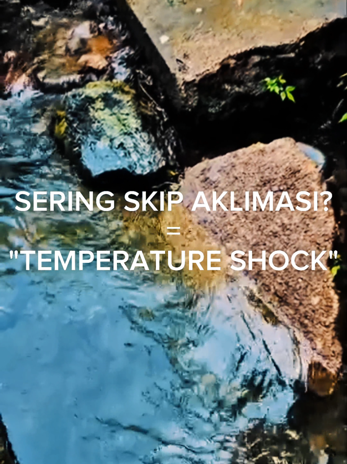 Air Gunung rrrrr 🥶🥶🥶 Lu aja kedinginan apalagi guppy 😂 Adaptasi adalah kunci 😁 Bahas apalagi nih setelah ini? komen dibawah!!  #guppy #guppyfish #edukasiguppy #ternakguppy #guppyindonesia🇮🇩 