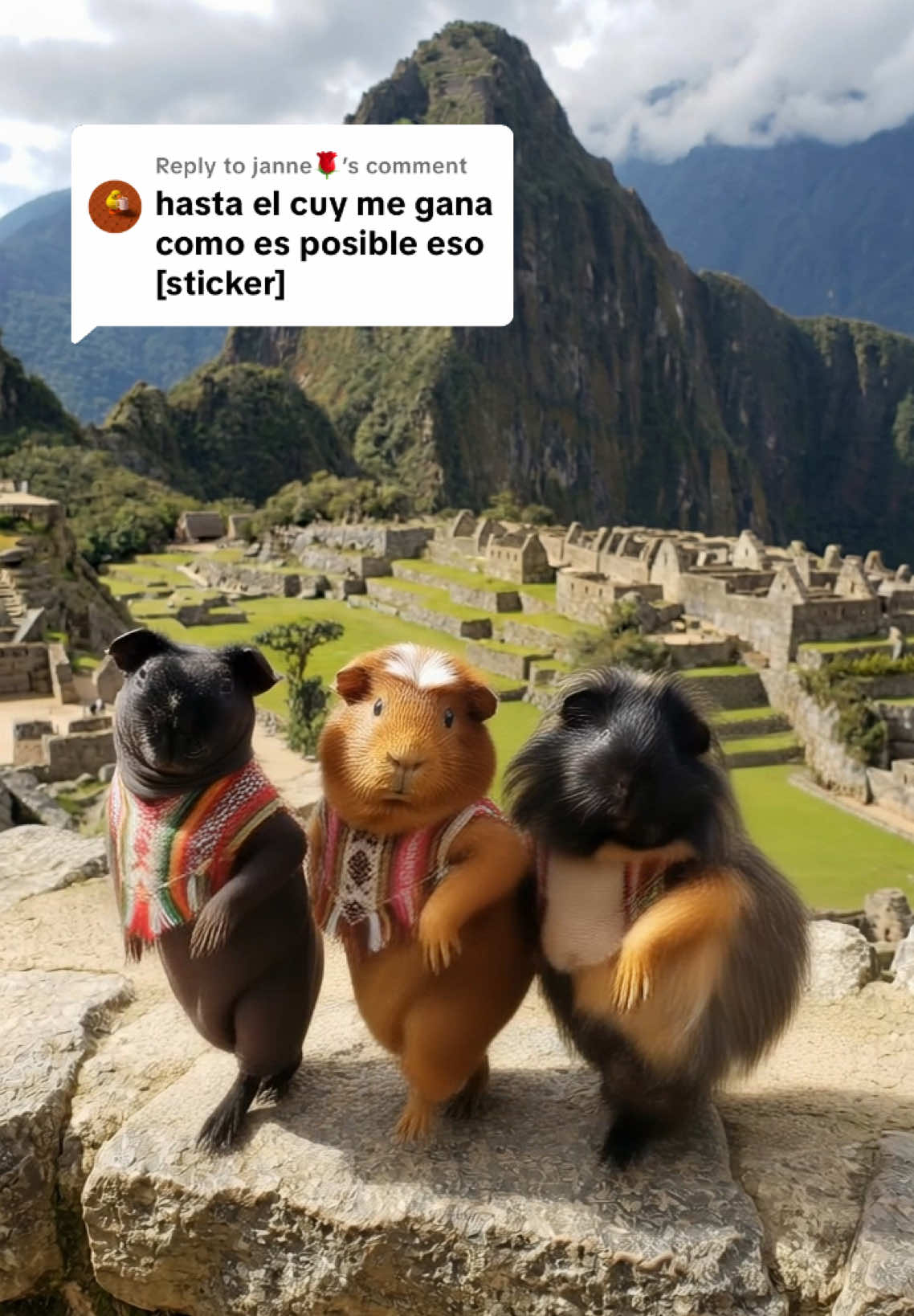 Replying to @janne🌹 the Cuy are still trying to go viral so they don’t get eaten. Please help save the Guinea pigs from the grill. @WillHeHam 