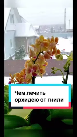 Чем лечить орхидею при гнили #орхидеи #орхидея #orchid #orchids #цветы 