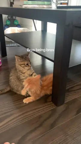 The one that starts it never finishes it 🙂‍↔️ #kittensoftiktok #cutecat #catsoftiktok #orangecat #tabbycat 