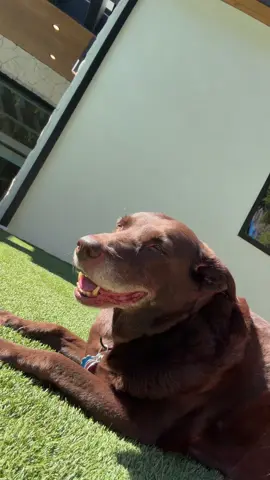i promise she has so much shade and water she just likes to be within two feet of me at all times