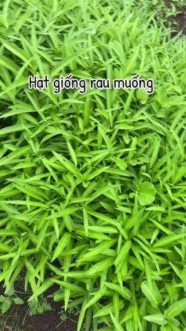 Hạt giống rau muống #hatgiongrau #hatgiongraumuong #rausach #trongrausach #fpy 