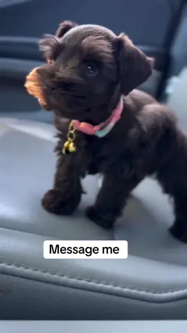 Chocolate brown Miniature schnauzer puppy 