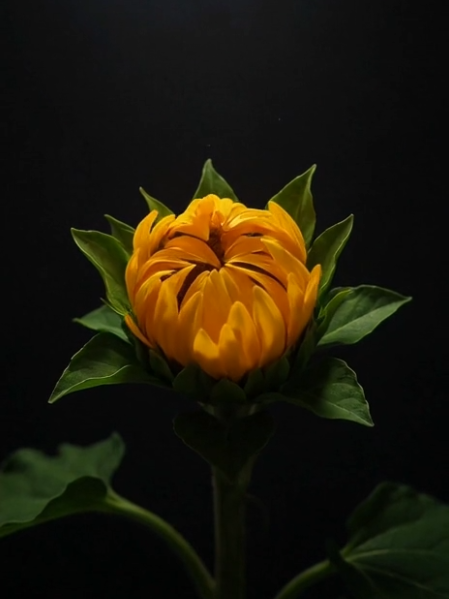 Bloom #6 Golden Helianthus 🌻 Soft light. Slow opening. A quiet reminder to turn toward warmth. #BloomSeries #Sunflower #CalmVisuals #Flowers