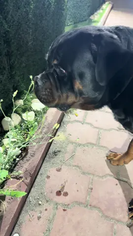 #rottweiler #tiktok #dogstory #fyp #lovedogs 