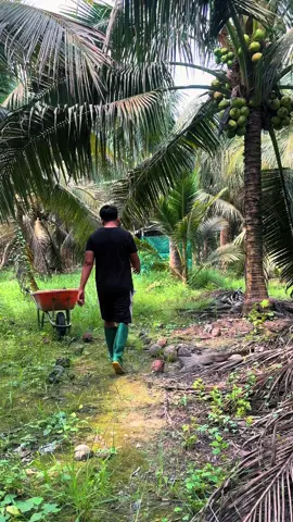 Mấy trái dừa rụng, chổ mọi người thường làm gì nè? Nay cùng mình đi dọn Dừa nhen #70tayninh #duamalai #dua #xuhuongtiktok #viralvideo 
