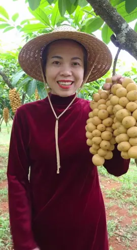 cây bòn bon siêu trái sớm sinh trái  miễn phí ship  #caygiong #bonbon #xuhuong 