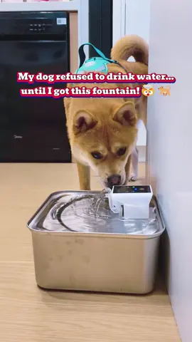 A Must-Have for Every Pet Parent – Fresh Water All Day! 🐾❤️#stainlesssteel #petsupplies #tiktokshopping #pet 