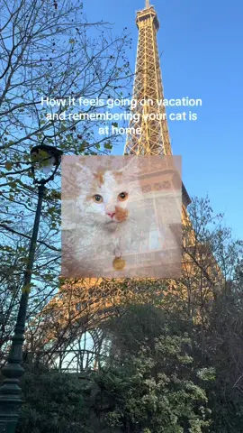Truly tragic #fyp #travel #traveltiktok #cat 