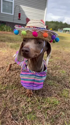 Like if you love sausage dogs aka dachshunds 🌭🤣 #dachshund #minidachshund #fyp #sausagedogs #funnytok 