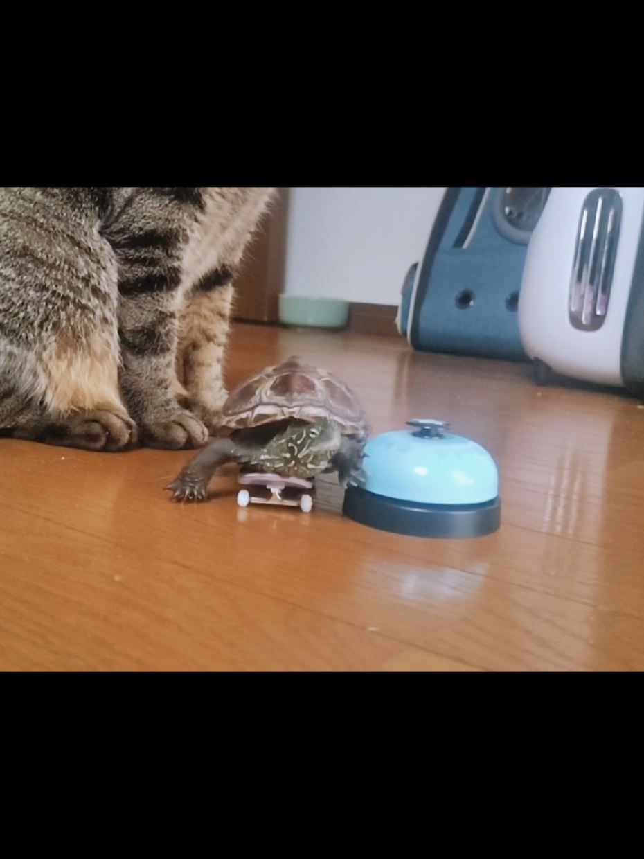ケロロ軍曹に似てるから「軍曹」と名付けました #skateboardturtle #クサガメ軍曹 #funnyvideos #スケボー亀 #猫と亀 
