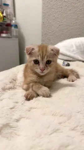 What should I name this little one? It’s Scottish fold female #aslan #petlovers #mainecoon #catsoftiktok #scottishfold