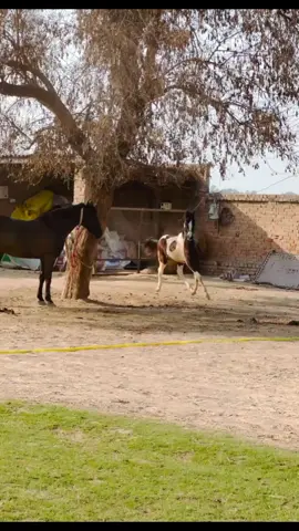 #horse  #1millionviews  #گھوڑے_شوق_نواباں_دا🐴  #trending  #horselover 
