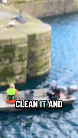 We want that job cleaning up the water 💦 of princess quey hull #boatlife #water #cleaningtherapy #hull #fyp @Andys Fishing & Travel ✈️ 🌎 