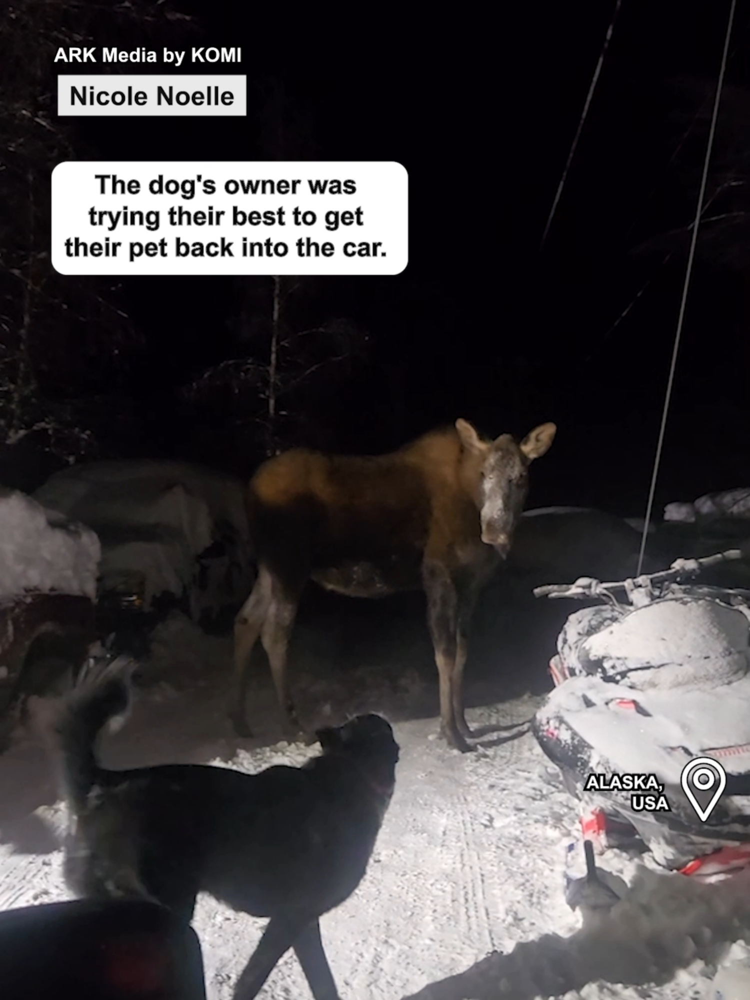 This moose was NOT backing down 🫎😳 🎥 - Nicole Noelle  #fyp #animal #dog