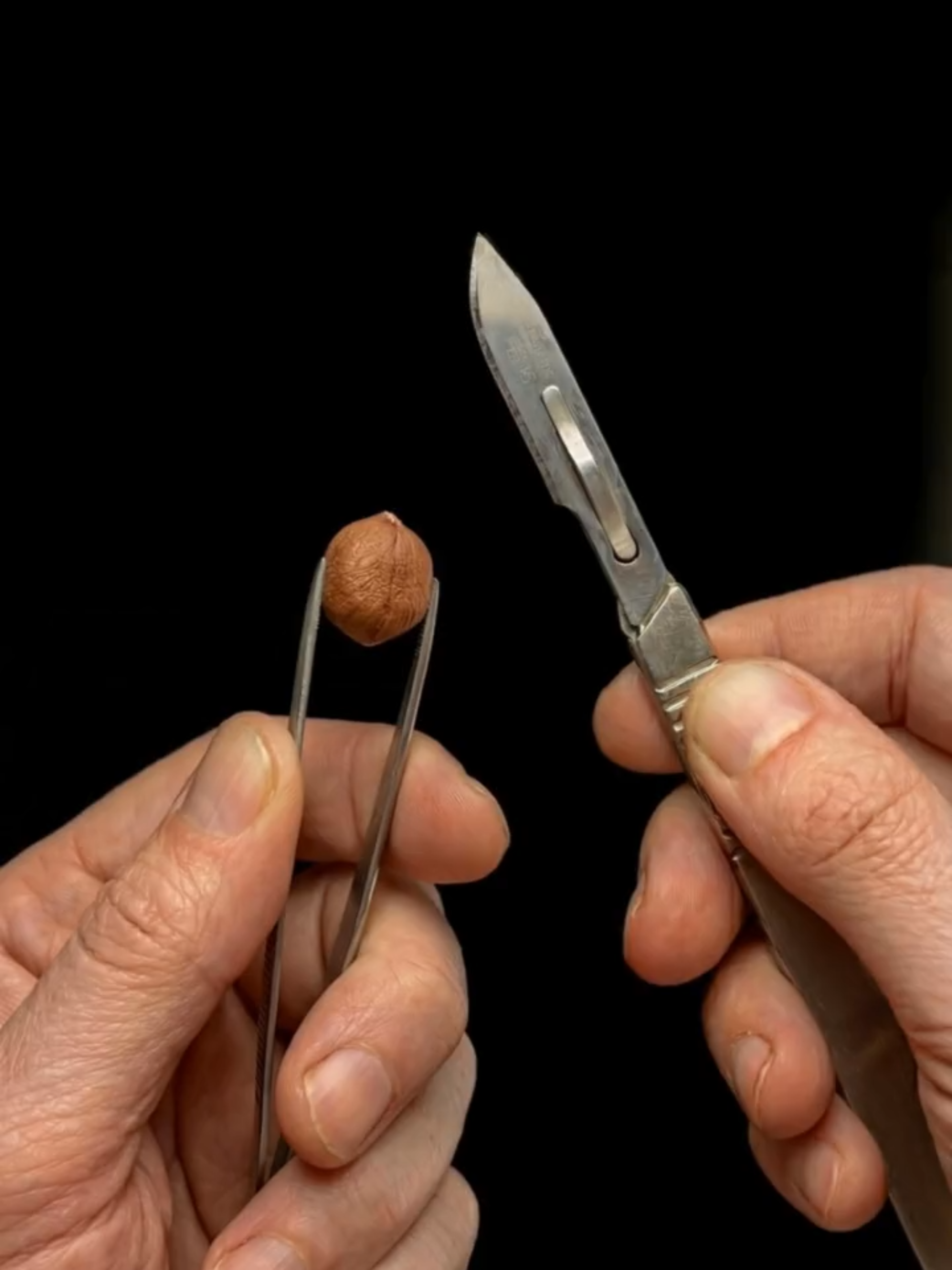 The Most Satisfying Crunch Sound… Ultra-Macro Hazelnut Shaving 🤯🥜🔪 #ASMR #oddlysatisfying #fyp #crunchy #fyppppppppppppppppppppppp