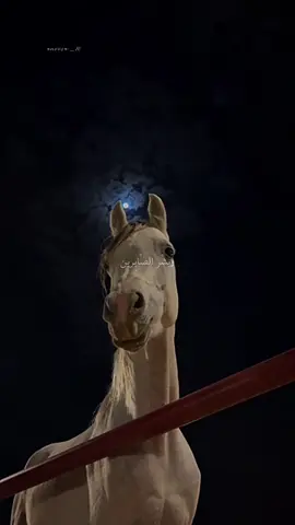 اللَّهُمَّ إِنِّي صَبَرْتُ كَمَا أَمَرْتَنِي، فَبَشِّرْنِي بِمَا وَعَدْتَنِي.🌷🤲🏻#مبروك_زيد_الخير #اللهم_صلي_على_نبينا_محمد #viral #explore #anoosa_10 