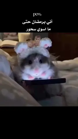 ههههه ورانه ورانه حتى إذا انام يگعدونه سؤال منو يسوي سحور عدكم كتبولي بالتعليقات 🙂😁 #اللهم_صلي_على_نبينا_محمد #اكسبلور #سحور_رمضان #اكسبلور #شعب_الصيني_ماله_حل😂😂 