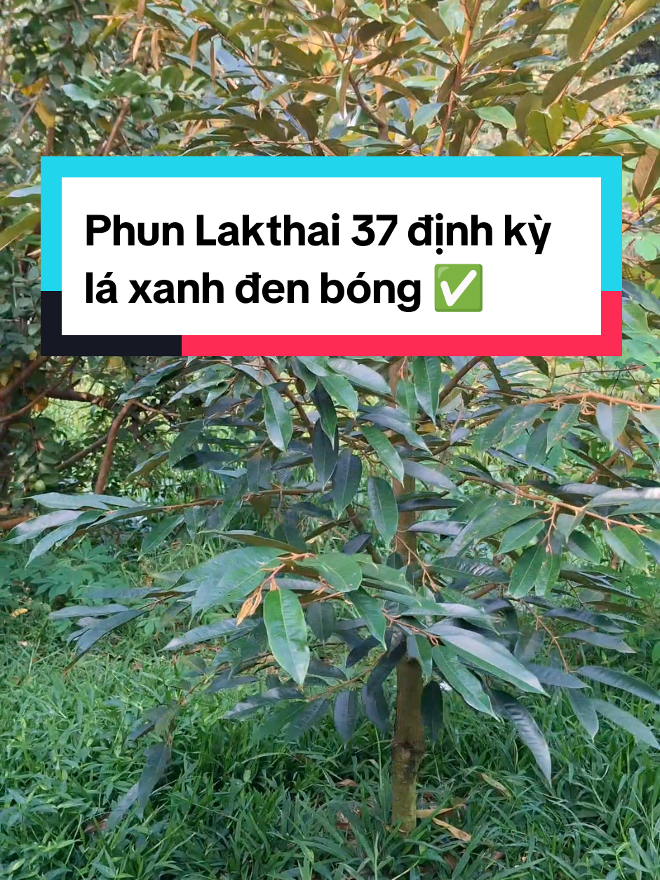 Chai Lakthai 37 1L pha đến 1000L rất tiết kiệm, bà con phun định kỳ kết hợp các dòng bảo vệ thực vật và dưỡng lá khác để vườn luôn xanh tốt nha! @Người Từng Trải ✅️ #saurieng #xanhla #duongla #kichre #xanhdayla 