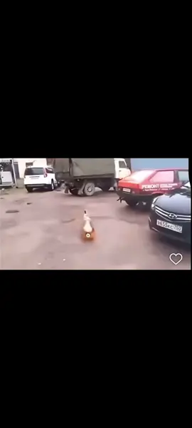 meme#dog and bottle#fyppppppppppppppppppppppp 