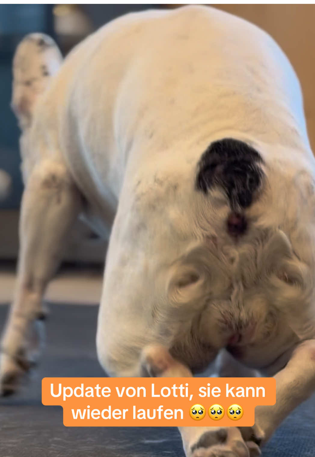 Update von Lotti🧡🧡🧡Lotti läuft wieder und spürt mit ihren Pfoten die Erde 🥺🥺🥺🧡 • • • #animals #foruyou #asmr #dog #chiropractic 
