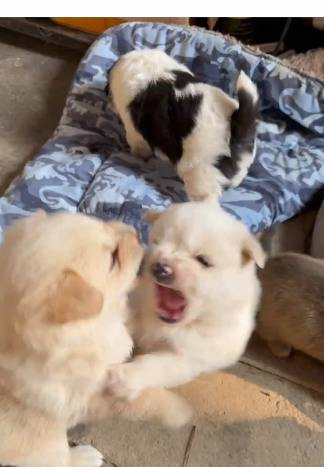 #dog #puppy #cute #doglove #pet 