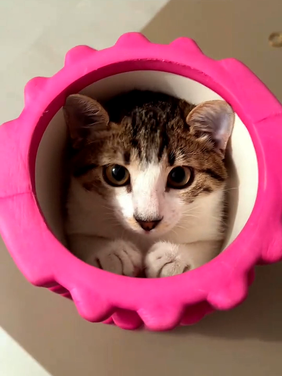 Cat Hide and Seek! 🫣😹 #cats #cat #catsoftiktok #catlover #fyp 