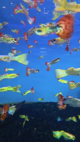 These guppies are living confetti ...neon colors, flowing tails, and nonstop zoomies. Every tank turns into an underwater light show when these little swimmers get moving. Perfect for beginners. Mesmerizing for pros. Dangerous for anyone who says “I’m just looking.” #guppies #freshwaterfish #aquarium #PetsOfTikTok #petstories 