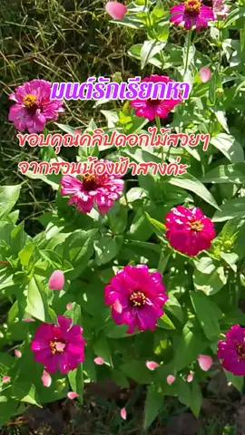 มีดอกไม้สวยๆมาฝากค่ะ ชมดอกไม้สวยฟังเพลงเพราะๆกัน#มนต์รักเรียกหา #เพลงอมตะ #เธรดเพลงเพราะ #คนรักเสียงเพลง #ขอบคุณมิตรภาพดีๆในtiktok 