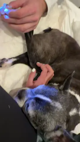 #dognailclipping #dogs #petcare #petnailclippers #petnailgrinder 