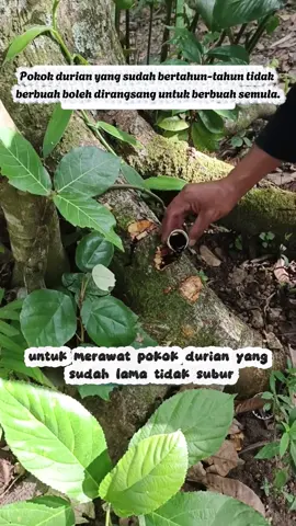 I Love Tiktok #pocboosterorganik #durian #bajaorganik #boosterdurian #agrishop 