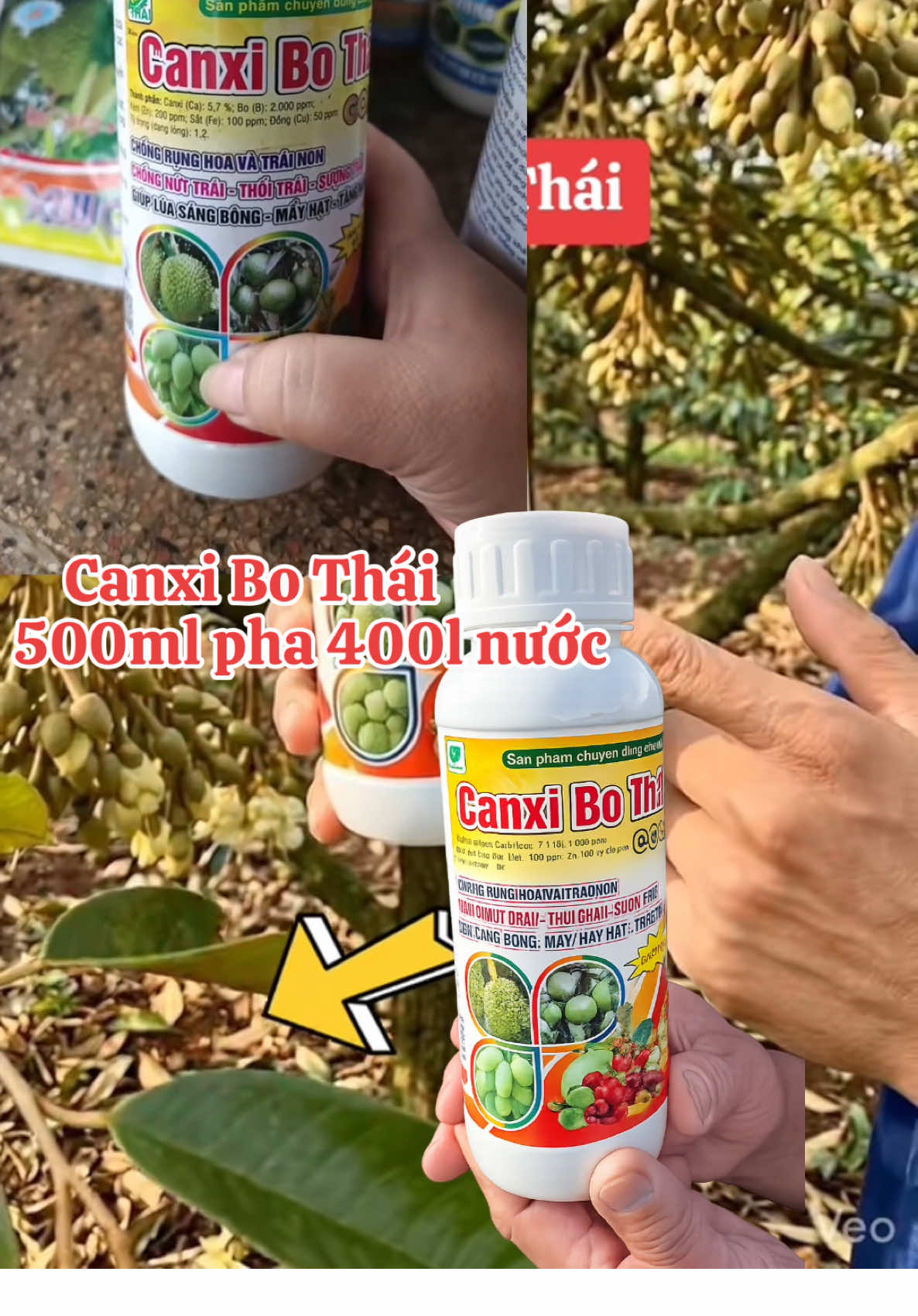 Canxi Bo #canxibo #lambongsaurieng #nuttrai #caytrong #nongnghiep 